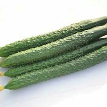 中农106黄瓜鲜花带刺25公分以上品质好质量优