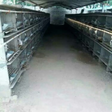肉兔3~5