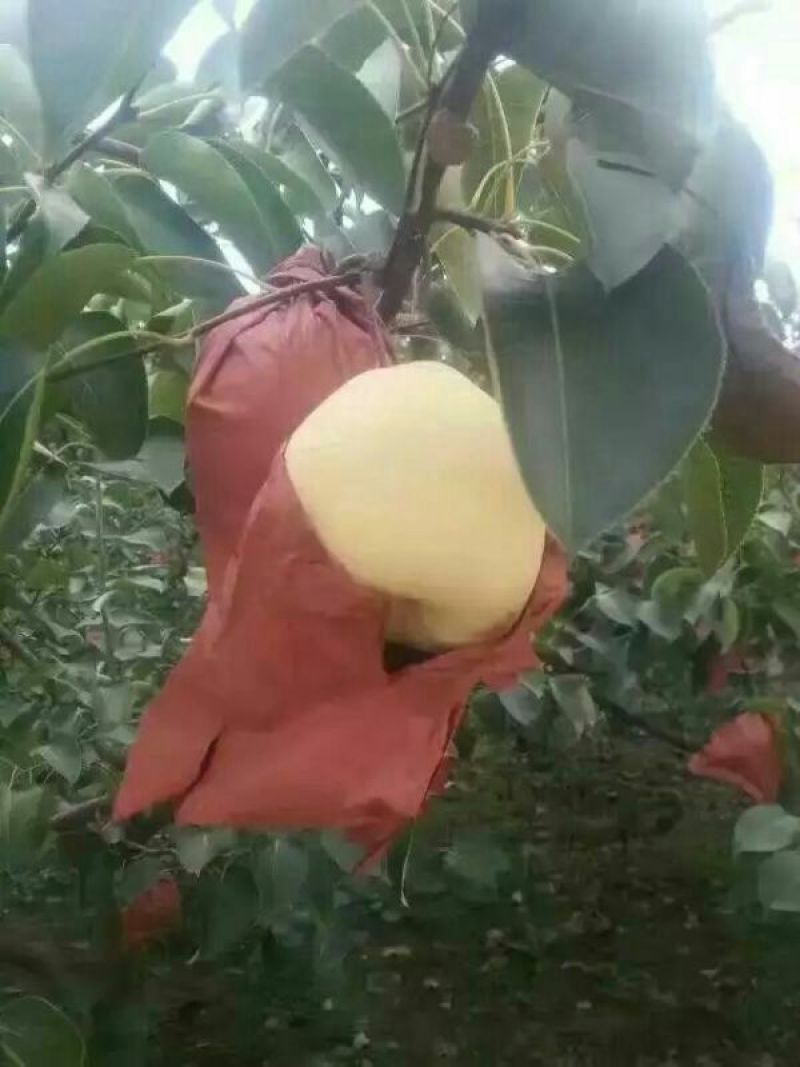 贡梨纸袋酥梨需要的联系，个头均匀，口感好抓紧时间联系