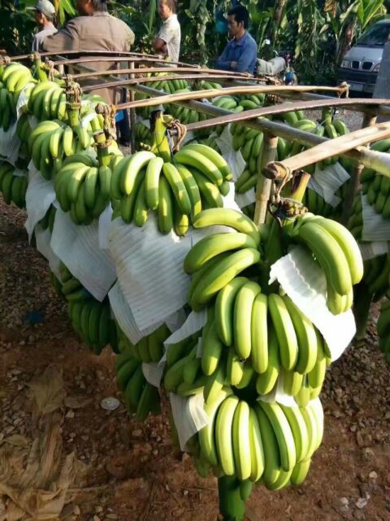香蕉七成熟