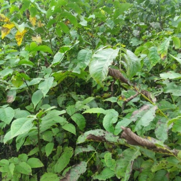 核桃苗一年苗50~100cm