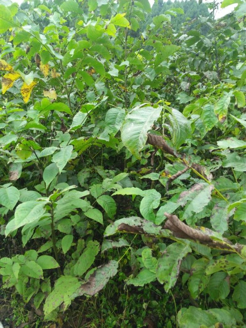 核桃苗一年苗50~100cm