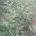 花椒苗大红袍花椒苗，基地直销，包邮包售后