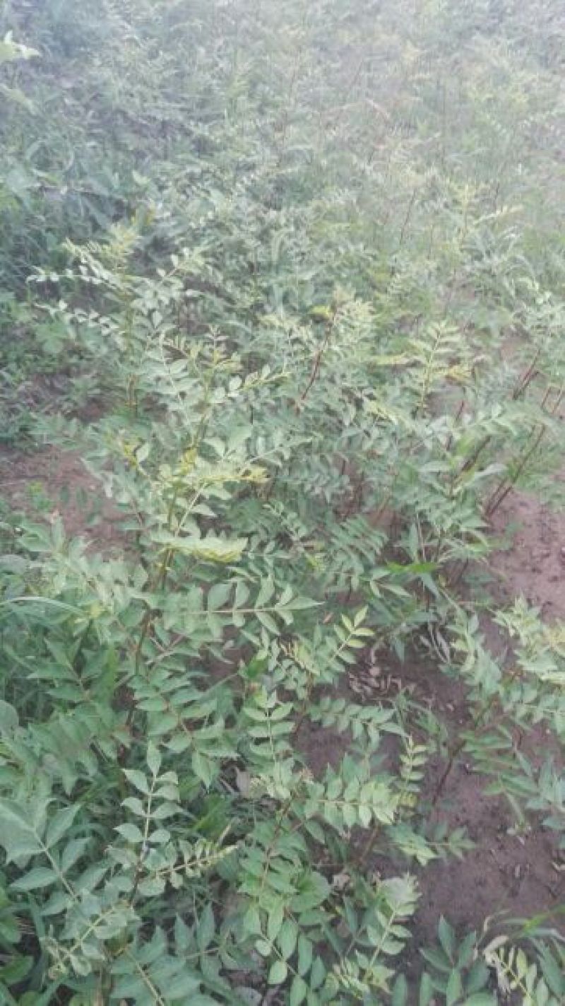 花椒苗大红袍花椒苗，基地直销，包邮包售后