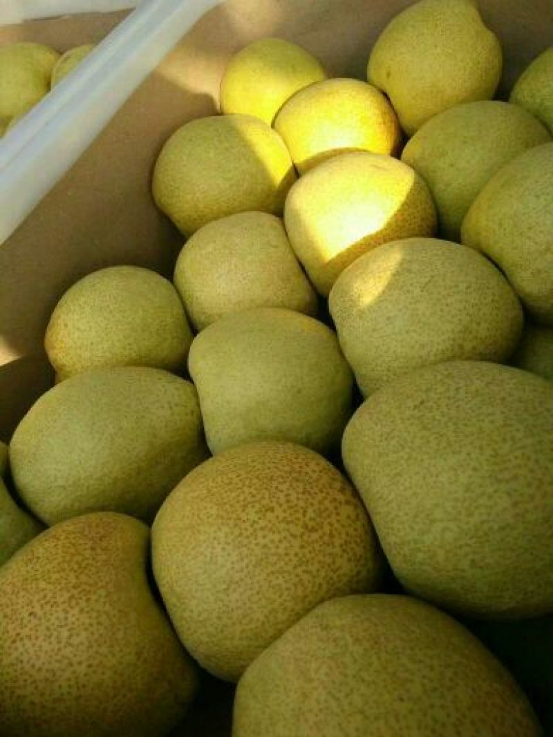 砀山梨200~250g光果