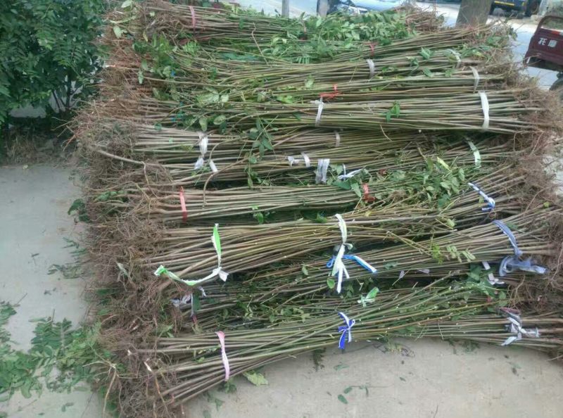 红油香椿苗大棚70~80cm