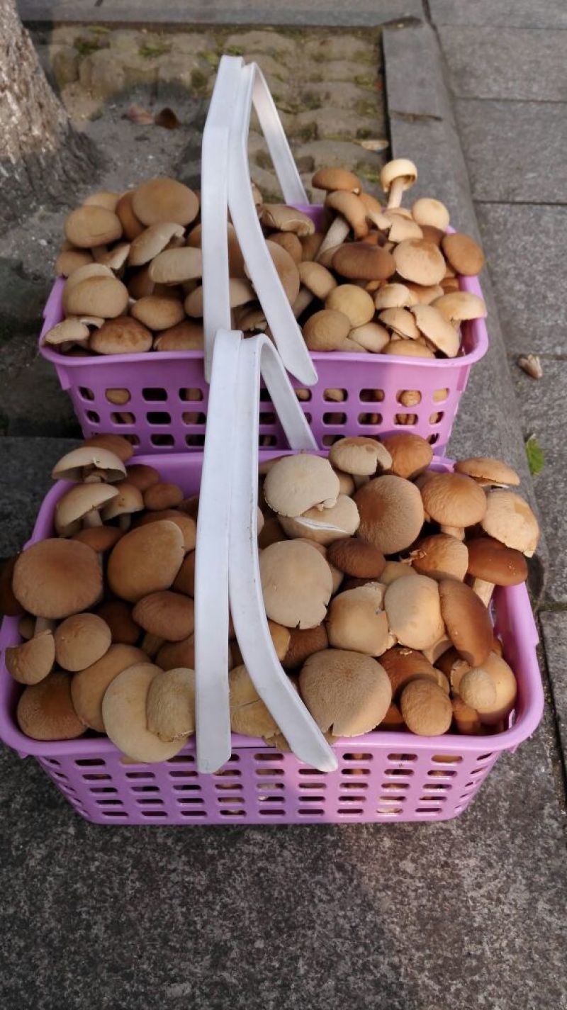 鲜茶树菇