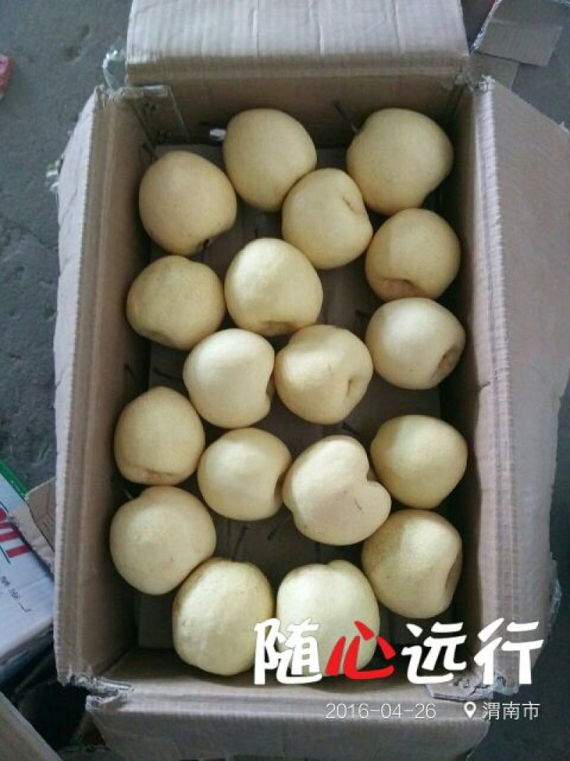 贡梨250~300g纸袋