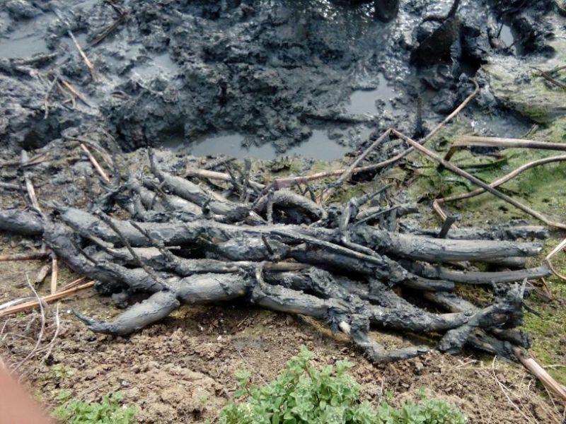 藕带种藕带专用种武植二号