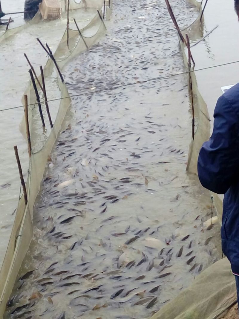 鲤鱼一斤半到三斤多
