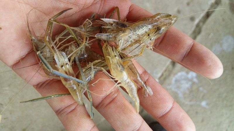 青虾虾苗26~30只/kg