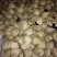 晚秋黄梨550~600g纸袋