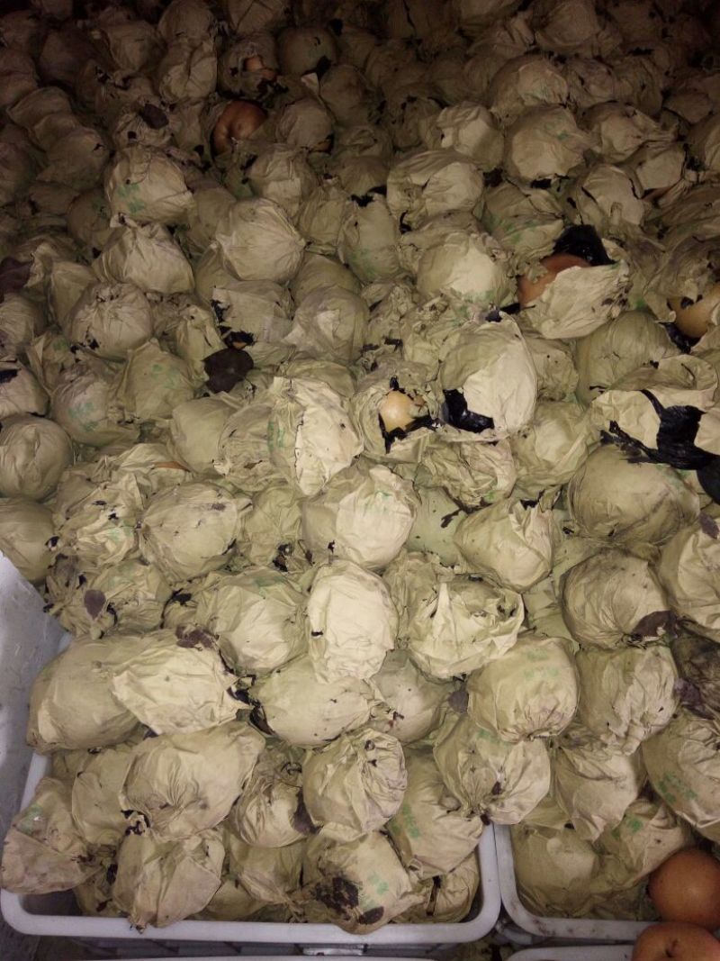 晚秋黄梨550~600g纸袋
