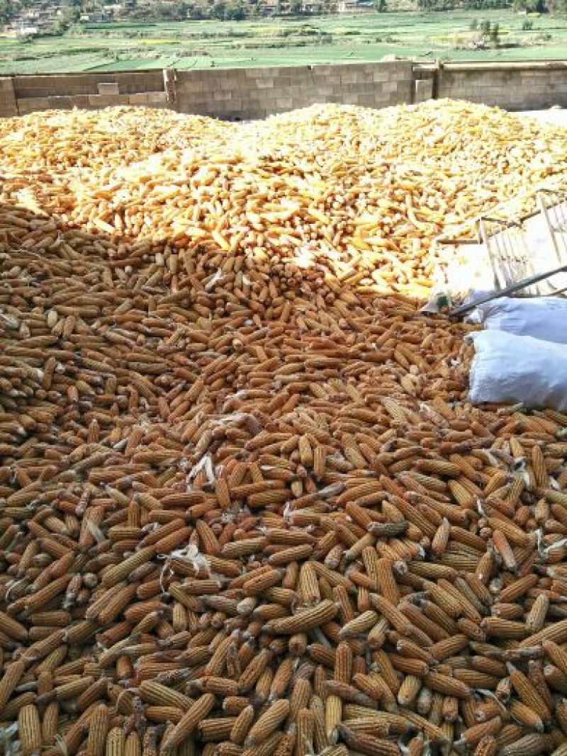玉米14~16%，干玉米，好货，质量可也的