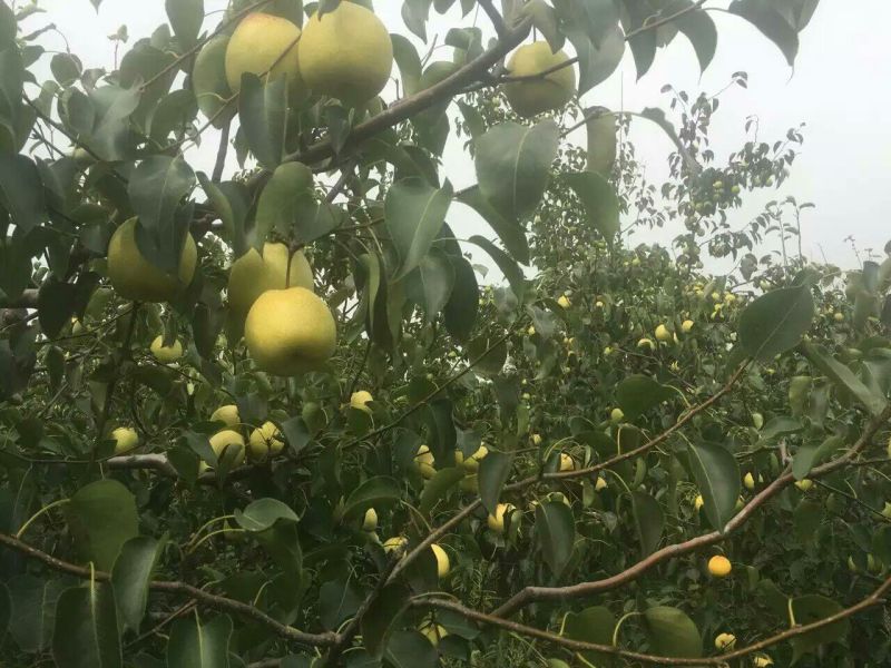 酥梨150~200g纸箱