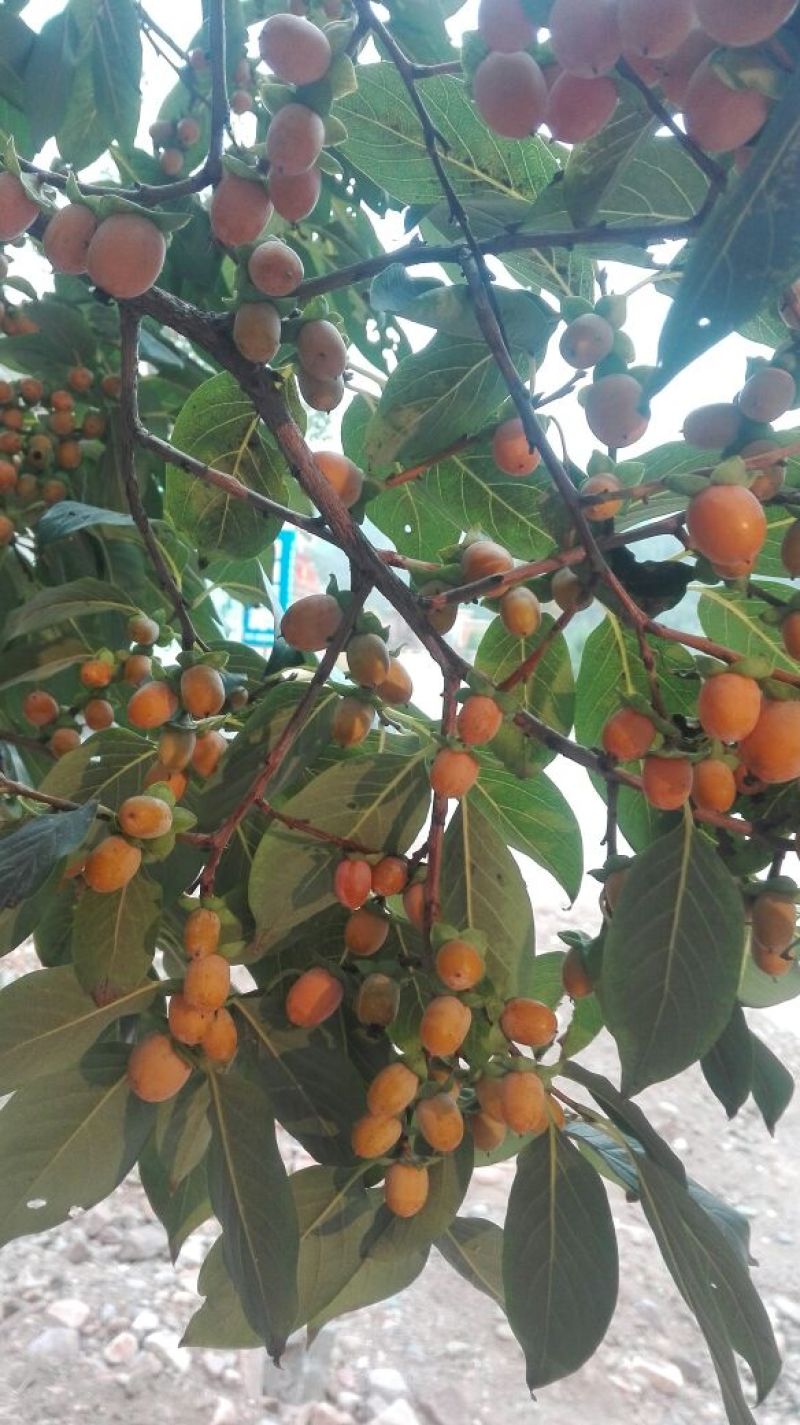 黑枣