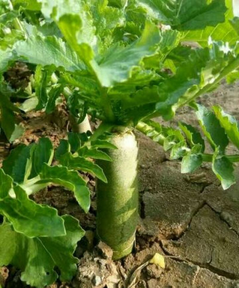 潍县萝卜1~1.5斤起