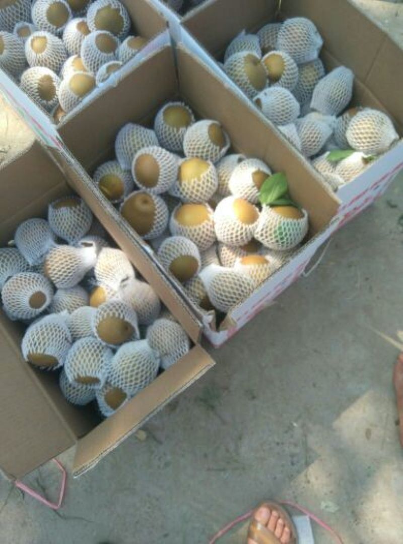 大黄梨200~250g光果