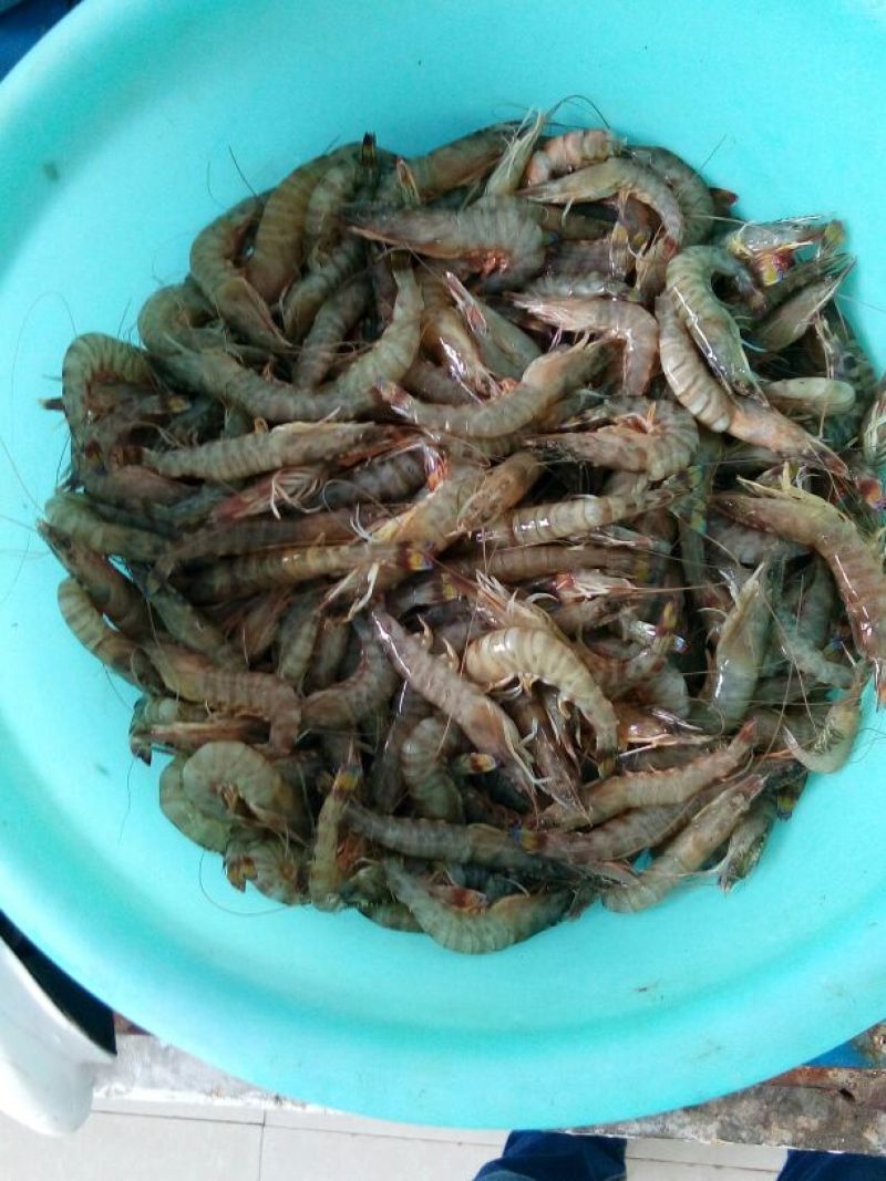 基围虾食用冰鲜虾