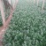 菠菜25~30厘米