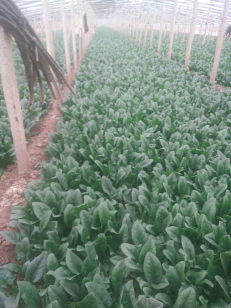 菠菜25~30厘米