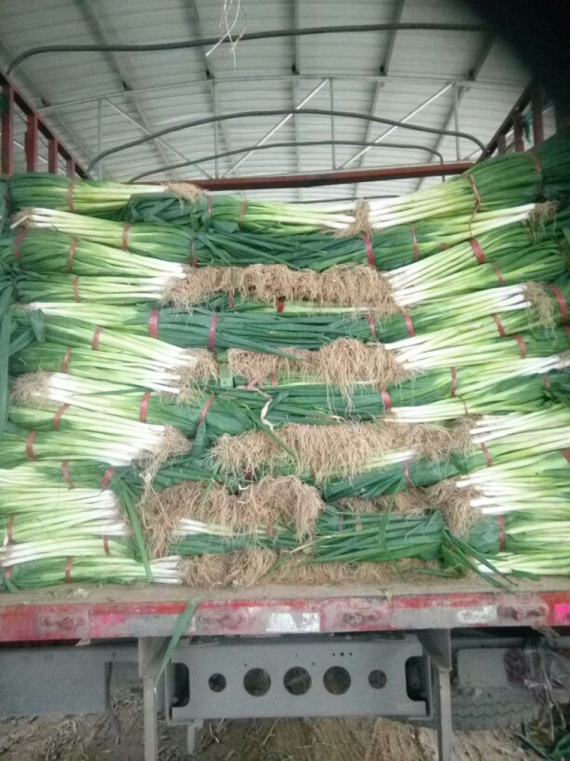 安阳青葱大葱净葱，长白大葱，质量好，价格便宜。