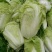 大白菜7斤以上
