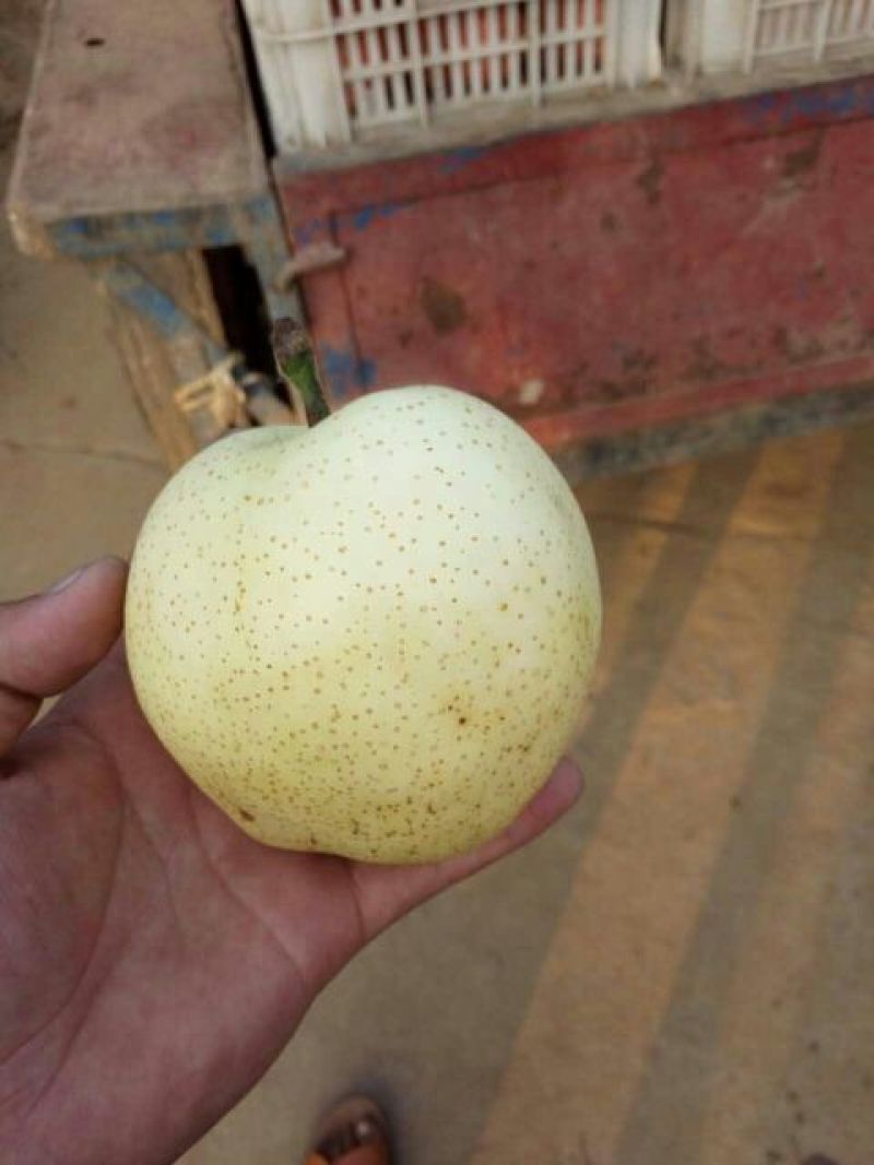 黄金梨300~350g纸袋