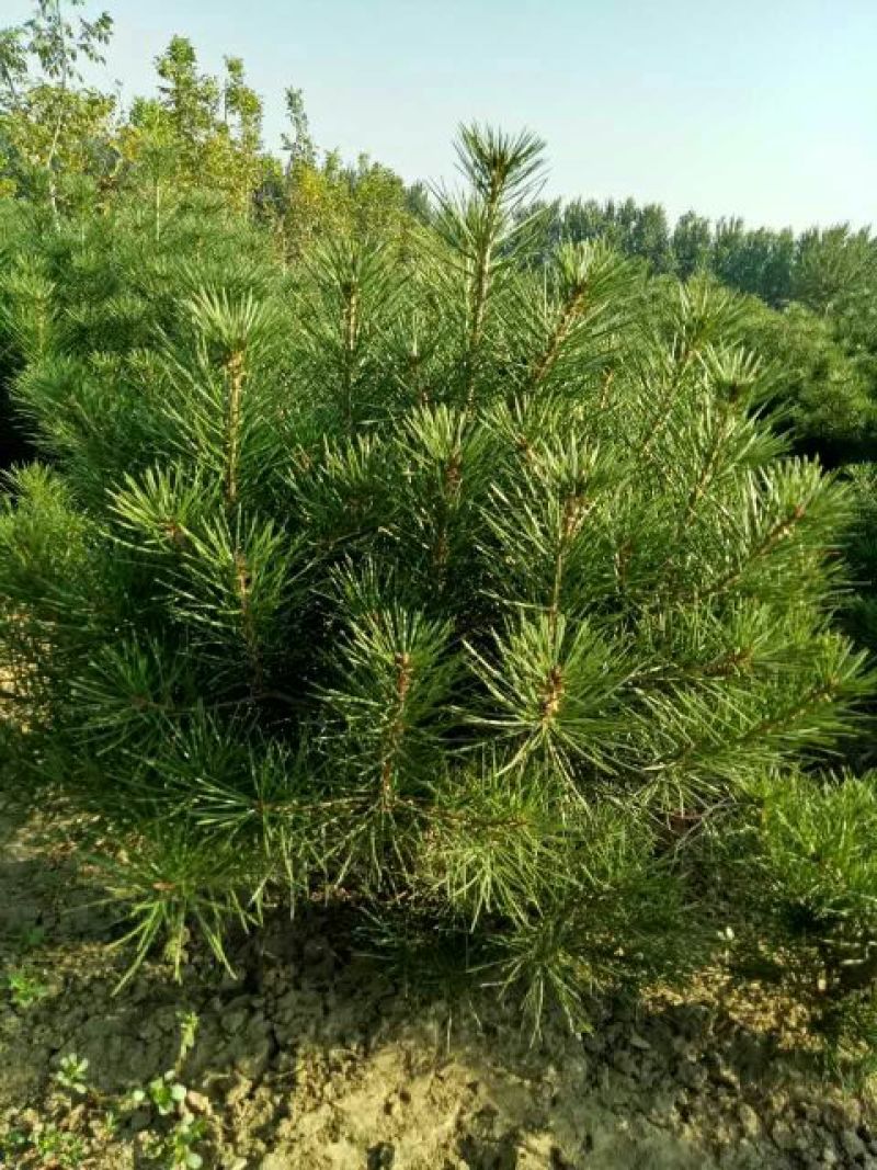 白松树苗100~150cm