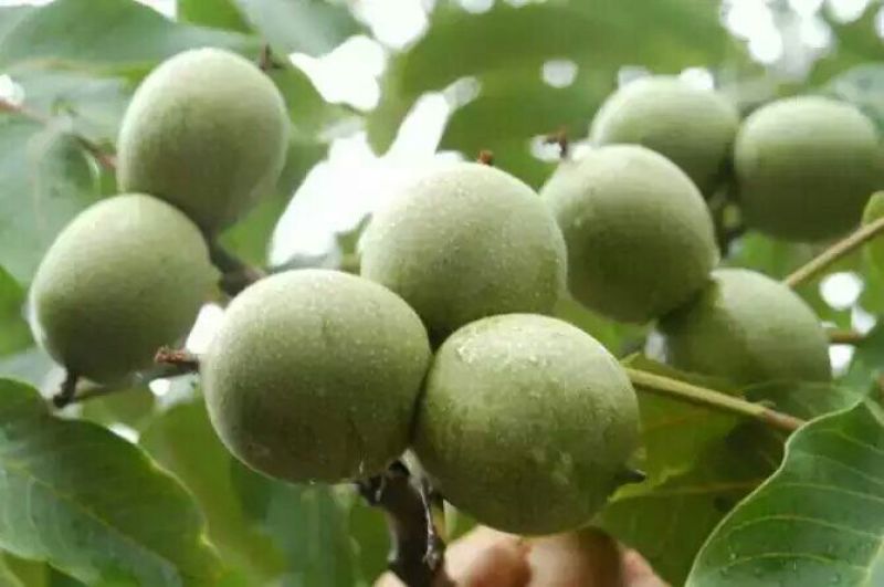 薄皮核桃去皮干