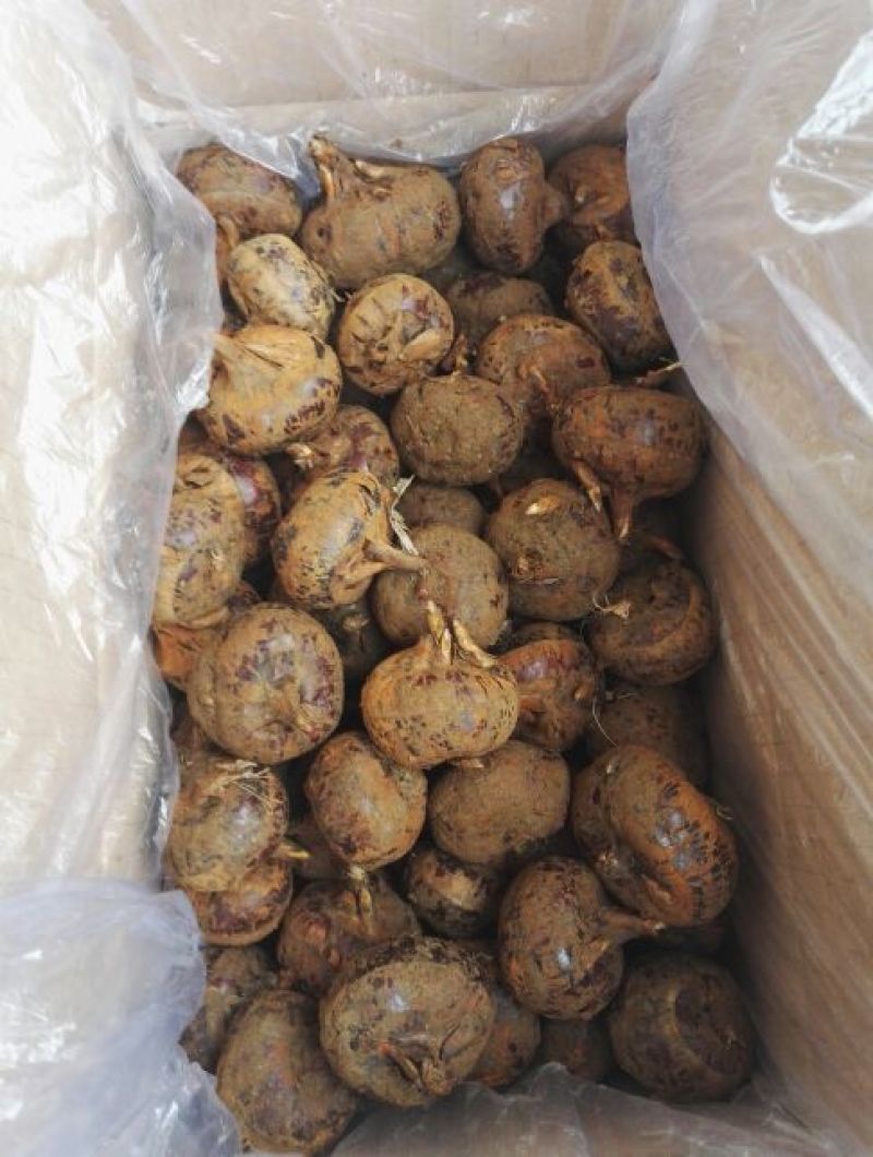 荸荠正宗荔浦马蹄批发零售清甜化渣甜如初恋
