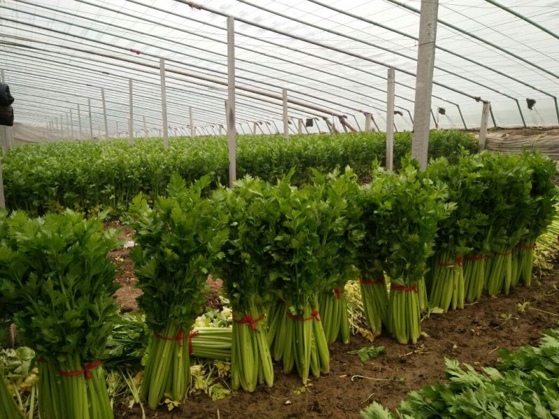 芹菜55cm以上欢迎光大客商前来订购