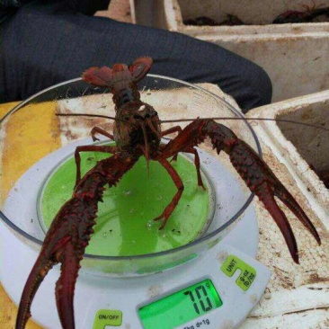 罗氏沼虾