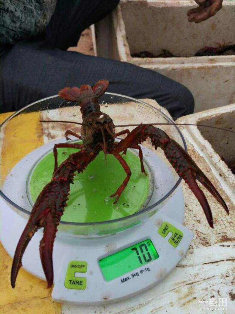罗氏沼虾