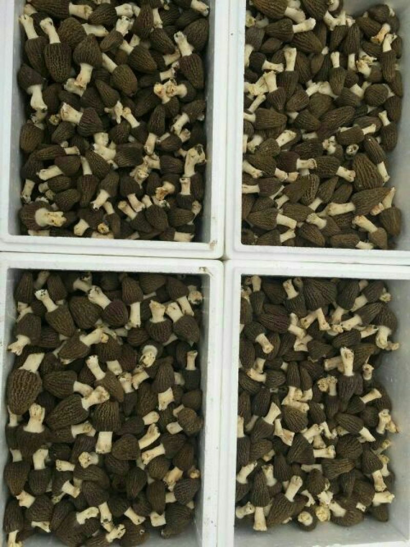 鲜羊肚菌一级品