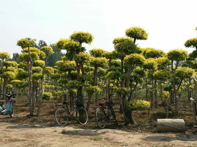 造型松14公分