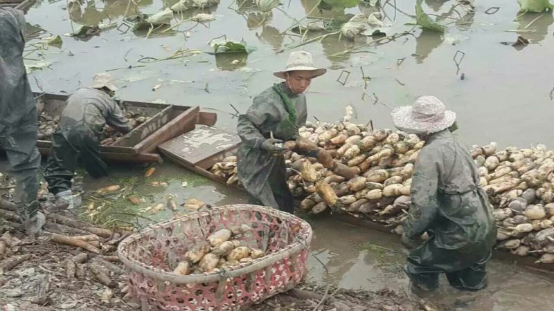 鄂莲6号5~7厘米5~10厘米以上