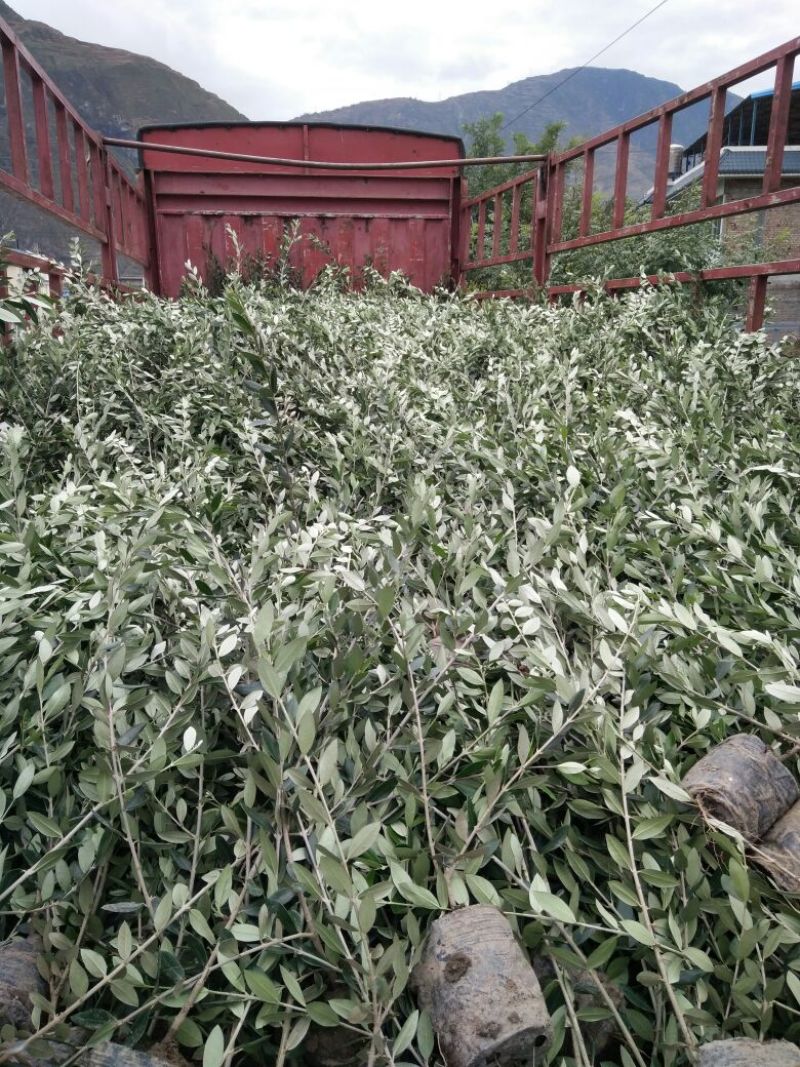 油橄榄苗木基地直销