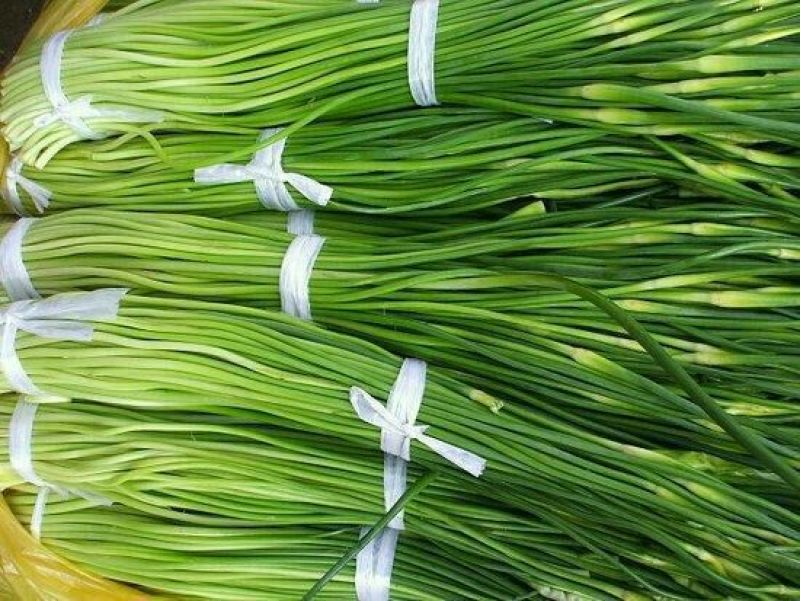 莒县蒜薹50~60厘米