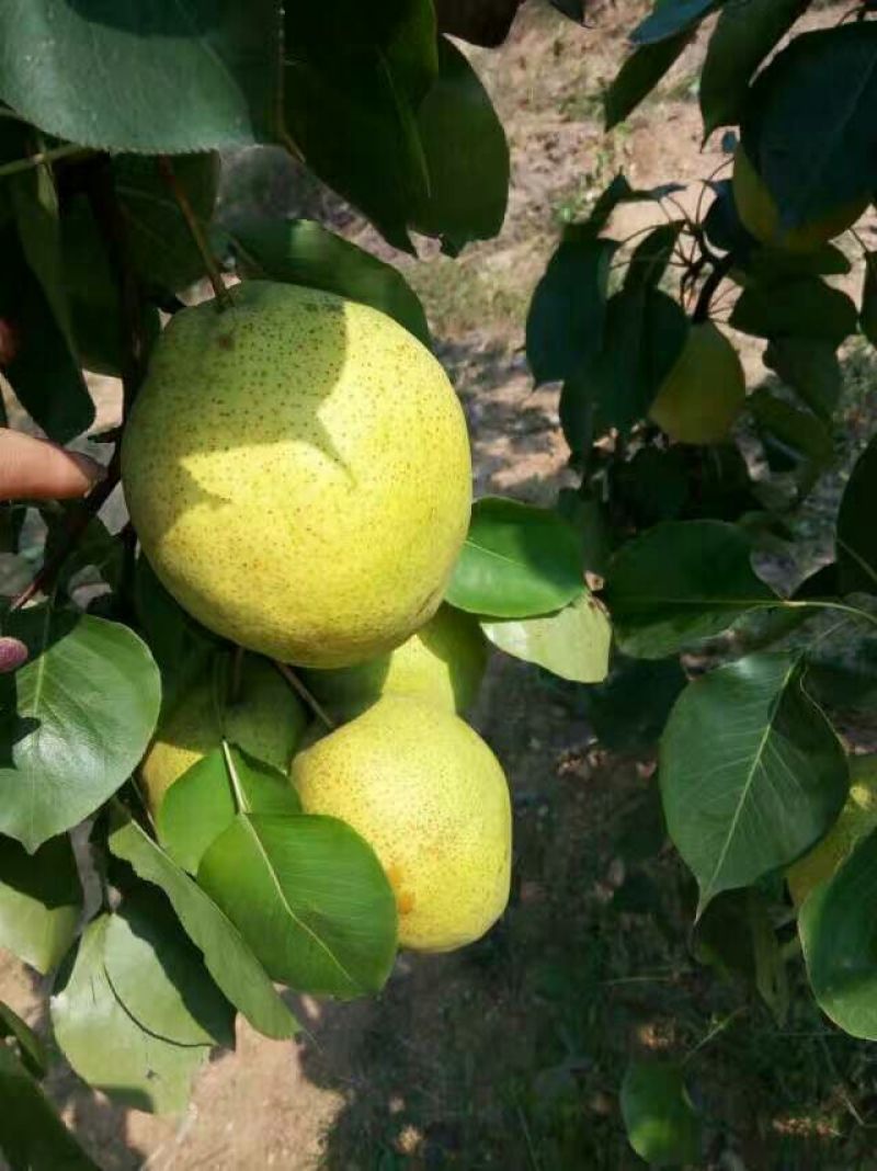 白梨150~200g纸箱