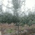 红肉苹果树苗免费提供种植技术
