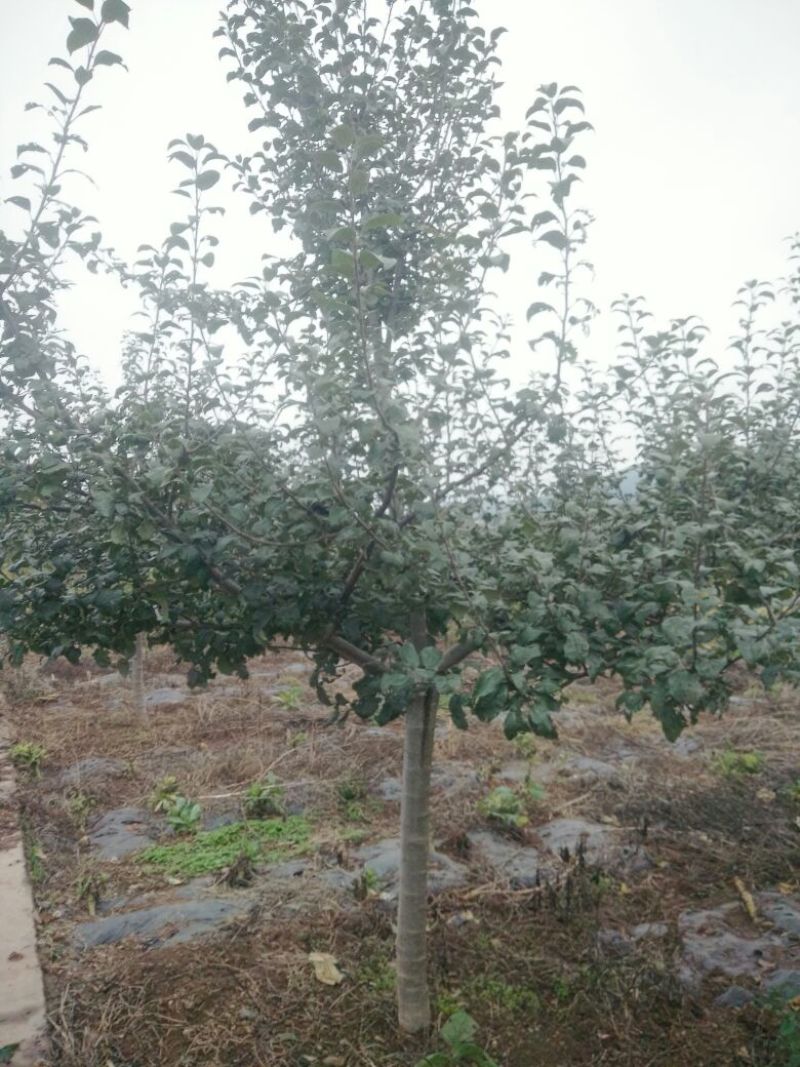 红肉苹果树苗免费提供种植技术