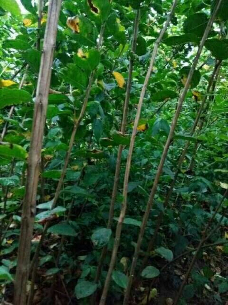 百日红小苗紫薇苗高度80公分