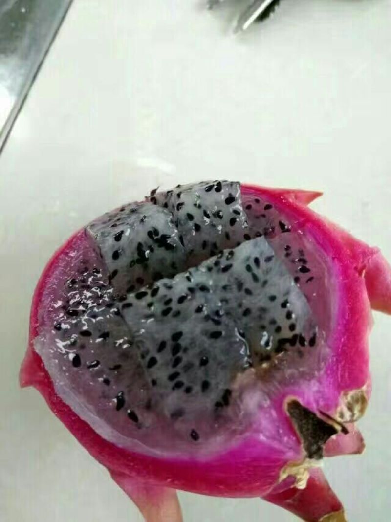 黄皮黄心火龙果苗红心火龙果苗水晶火龙果免费技术指导