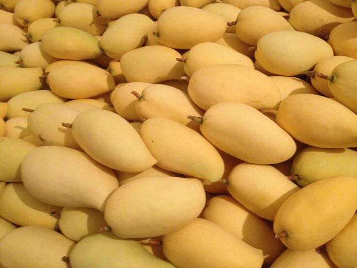 鹰嘴芒果 4两以上批发_罗豪供应_一亩田农业网