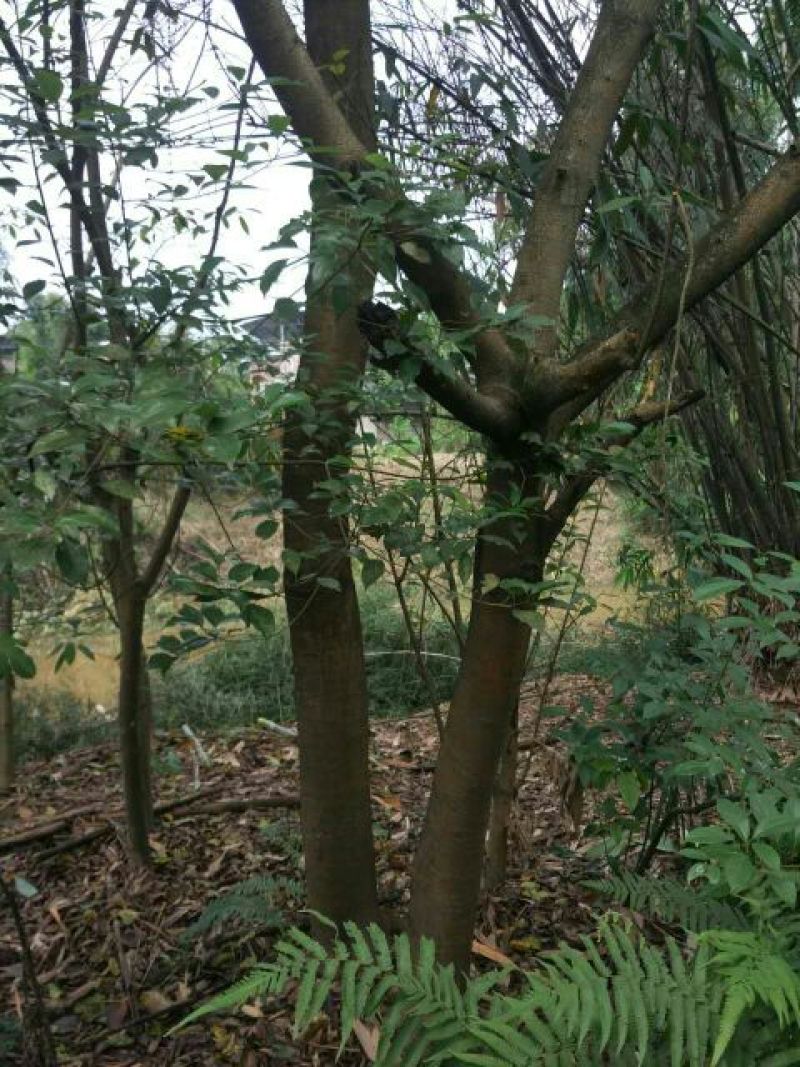 黄葛树10~30cm