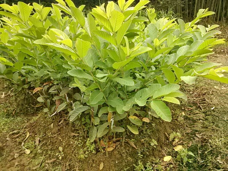 西瓜番石榴苗50~80cm