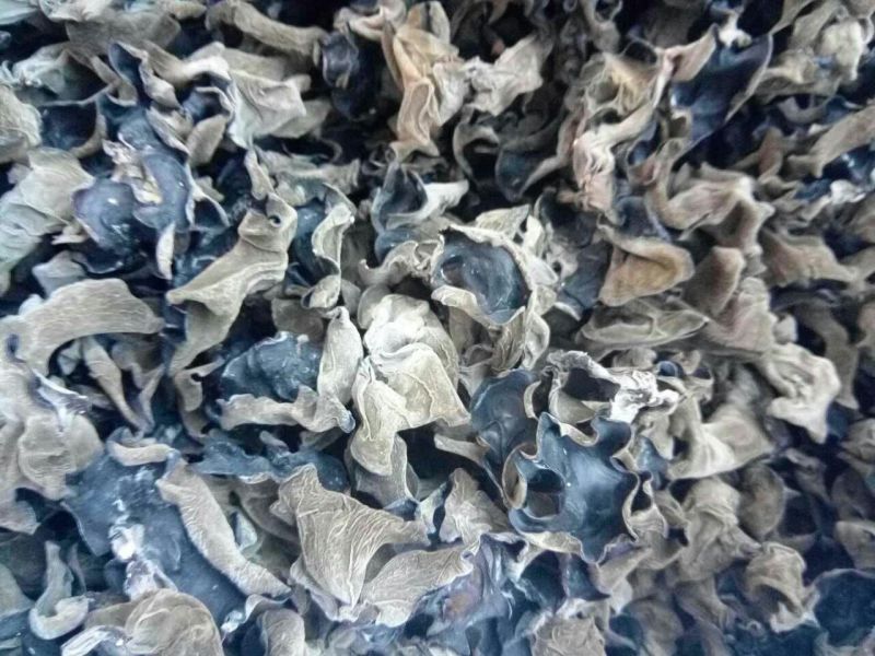 黑木耳一级