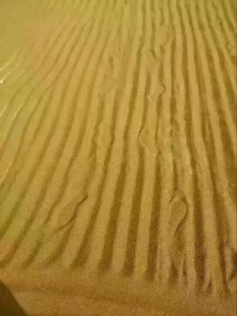 黄金米