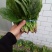 菠菜15~20厘米